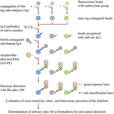 Development of a salivary autoantibody biomarker panel for diagnosis of oral cavity squamous cell carcinoma